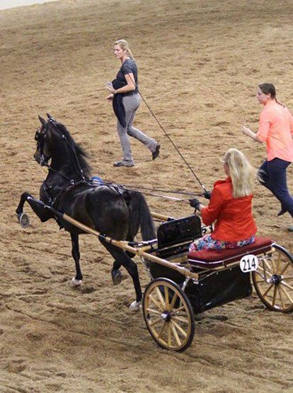 photo of woman driving Hackney Pleasure Pony at show