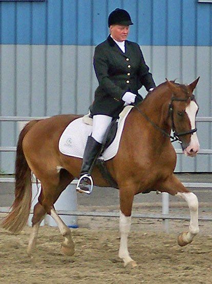 photo of woman showing Hackney Horse under saddle