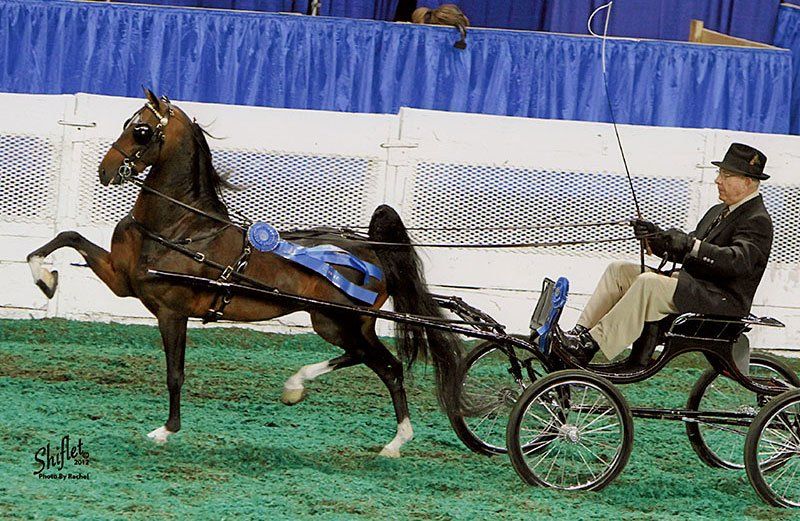 photo of man driving Hackney Harness Pony in show ring