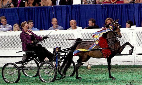 photo of woman showing Hackney Harness Pony at World's Championship Horse Show