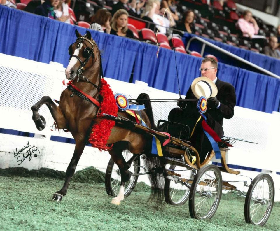 photo of man showing Hackney Harness Pony at World's Championship Horse Showi
