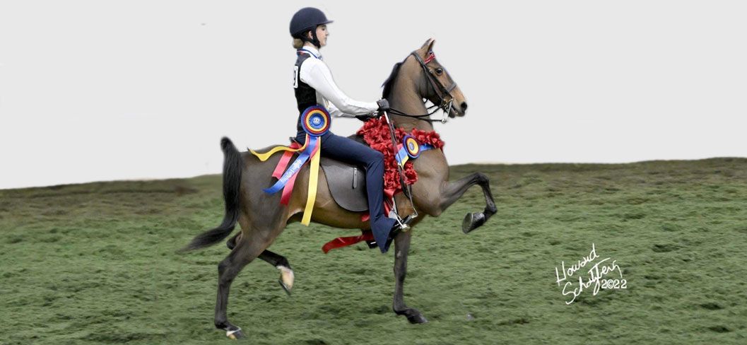photo of youth rider showing Hackney Pleasure Pony under saddle
