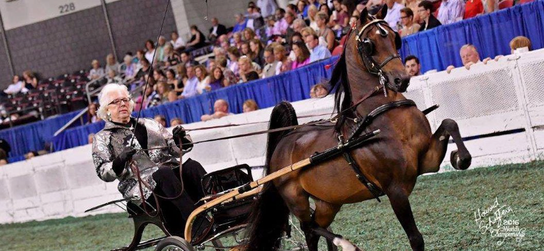 photo of woman showing Hackney Pony at World's Championship Horse Show