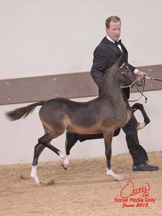 photo of man showing Hackney Pony weanling during in-hand competition