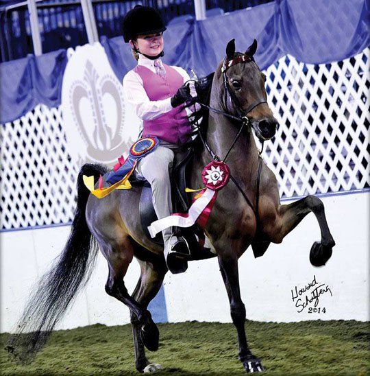photo of girl showing Hackney Pleasure Pony under saddle at the UPHA/American Royal National Championship