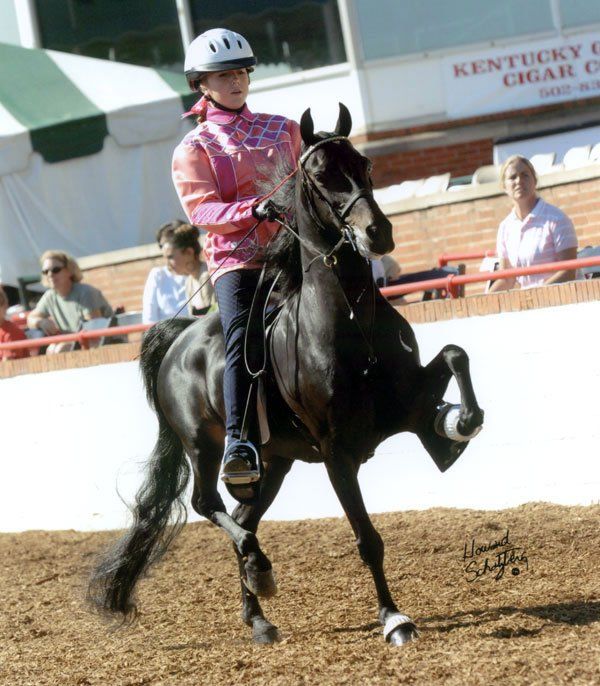 photo of girl showing Hackney Roadster Pony under saddle at Lexington Jr. League Horse Show
