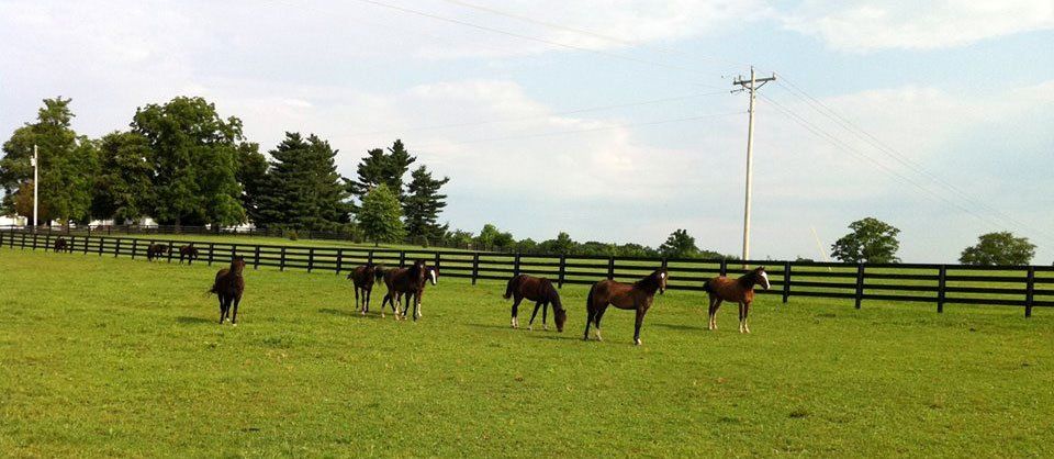 photo of Hackney Ponies in pasture
