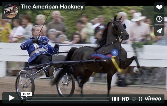 photo of man driving Hackney Roadster Pony in victory pass at horse show