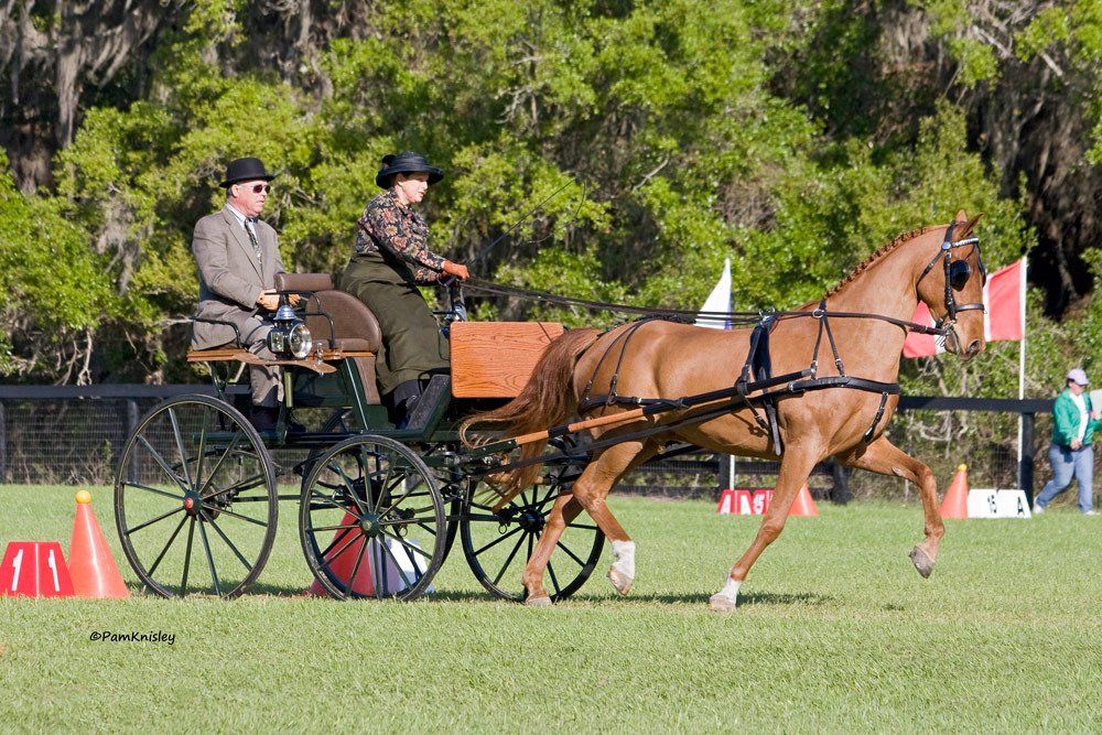 photo of woman driving Hackney Horse in competition