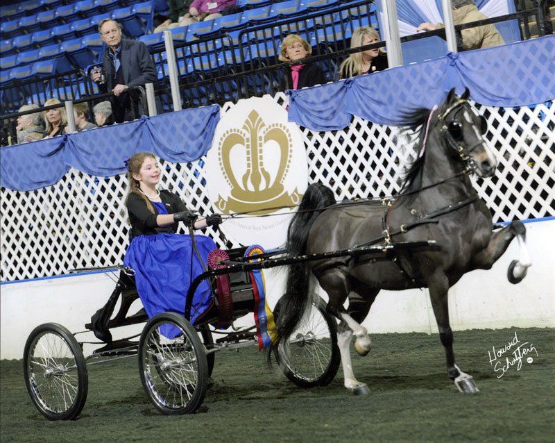 photo of girl driving Hackney Harness Pony at World's Championship Horse Show