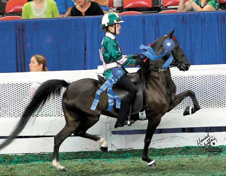 photo of girl making victory pass with Hackney Roadster Pony under saddle at World's Championship Horse Show