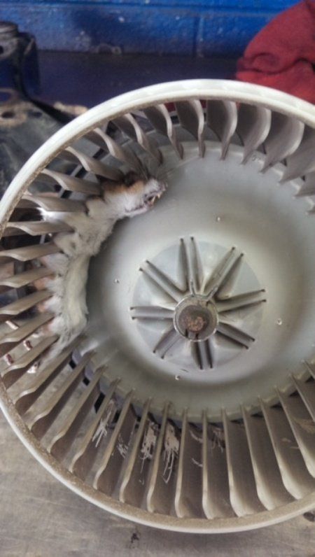 Close-up of a car's dusty blower fan with debris stuck between the fins.