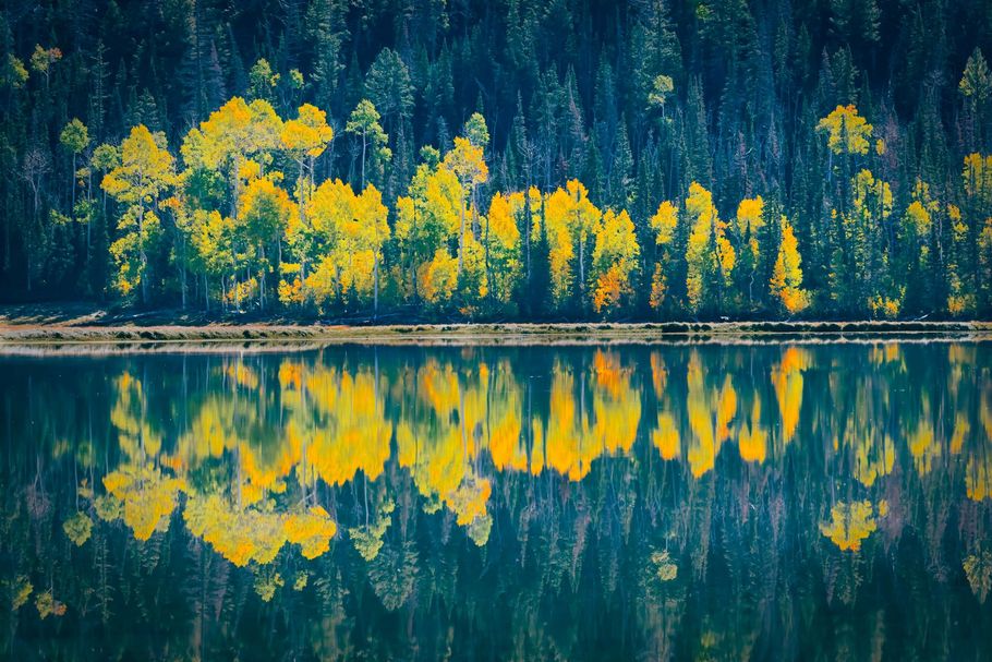 Yellow autumn trees reflected in calm water, set against a backdrop of dark evergreen trees.