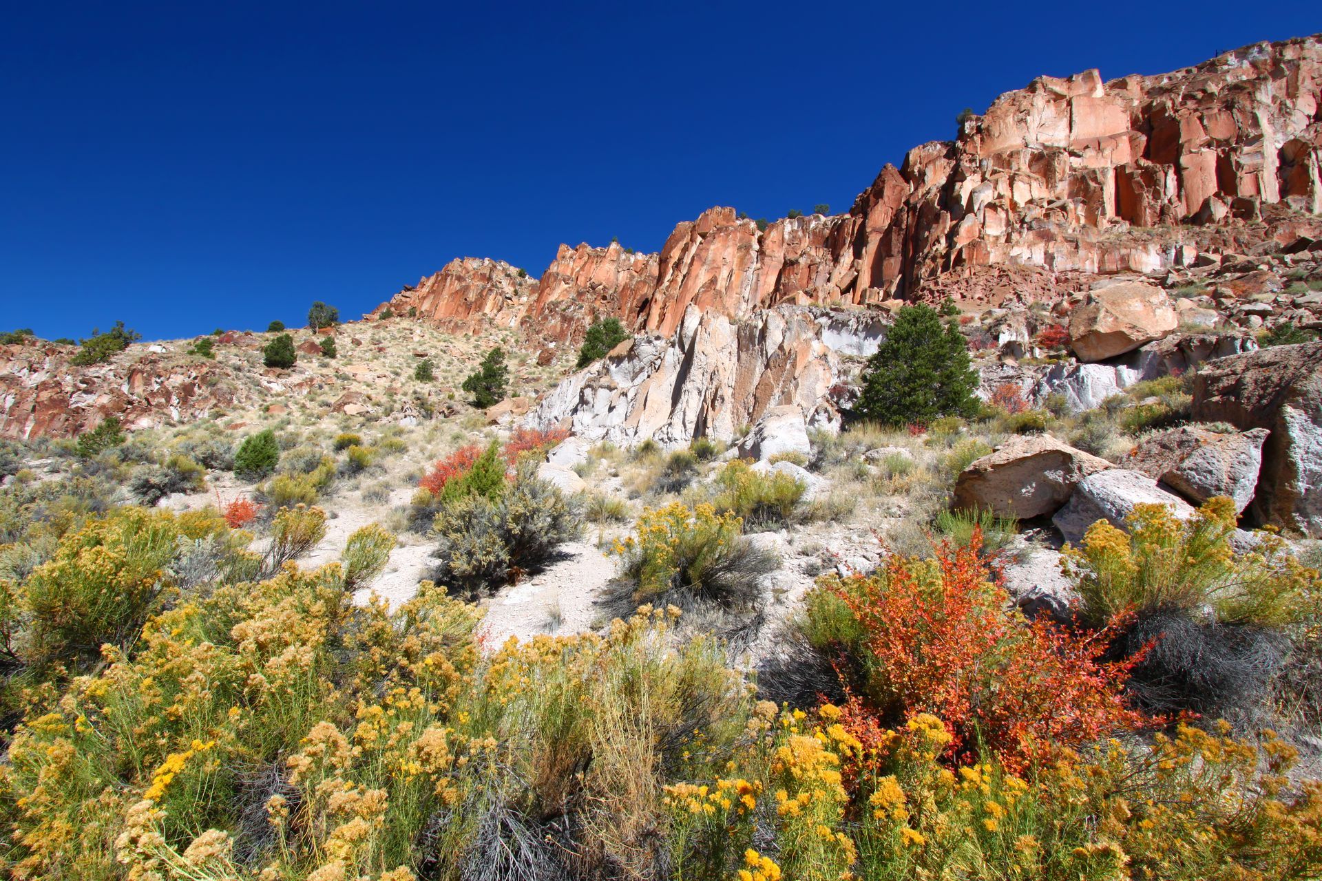 Red rock cliffs rise above colorful desert scrub under a bright blue sky.