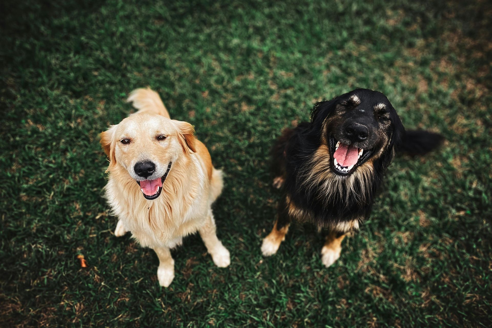Two happy dogs sitting on green grass, one golden and one black, both looking up.