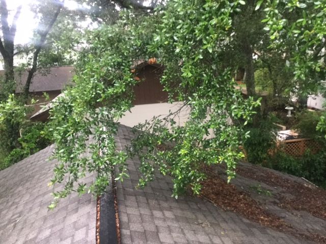 A tree is growing on the roof of a house.