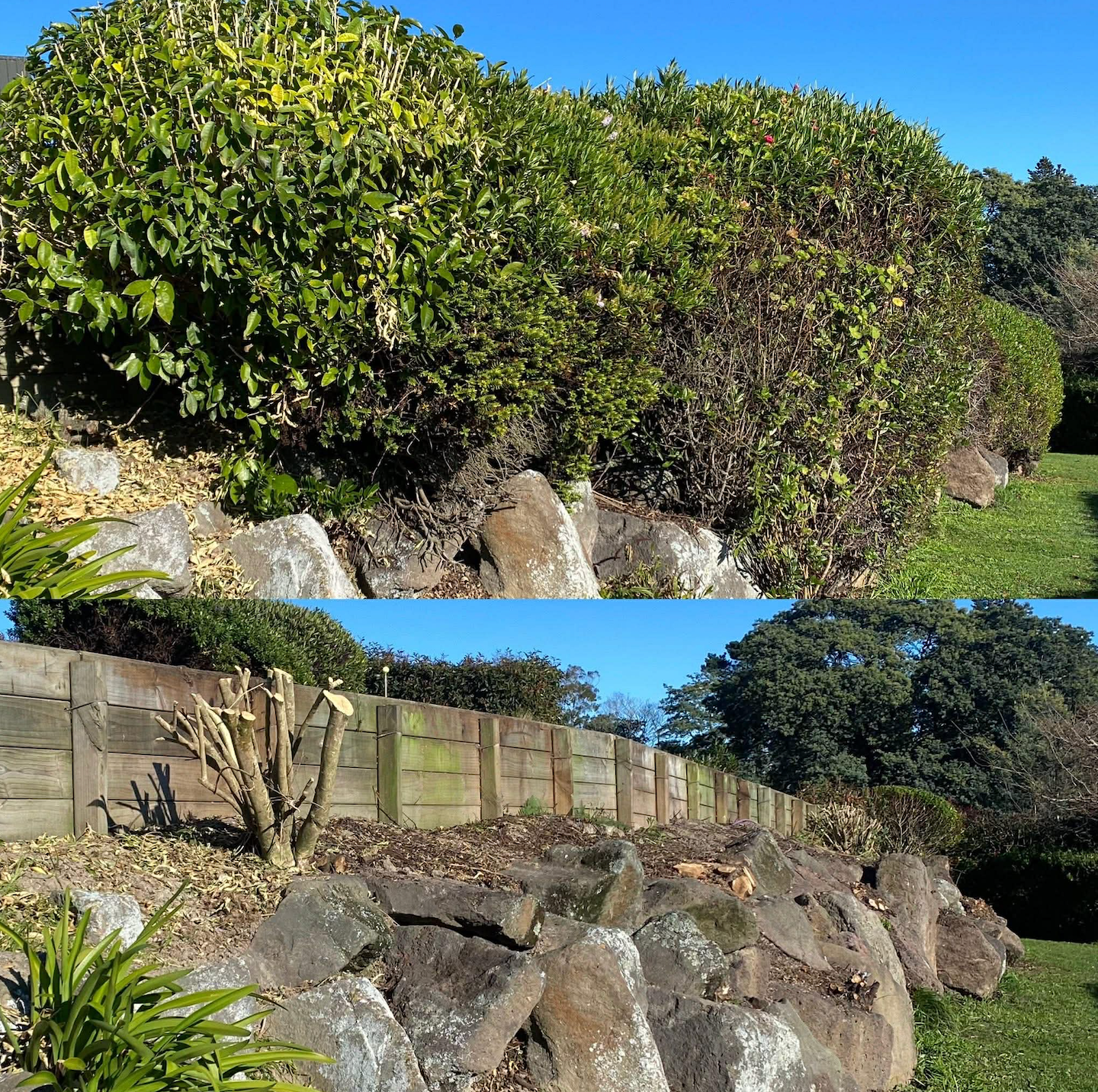 Small trees cut down