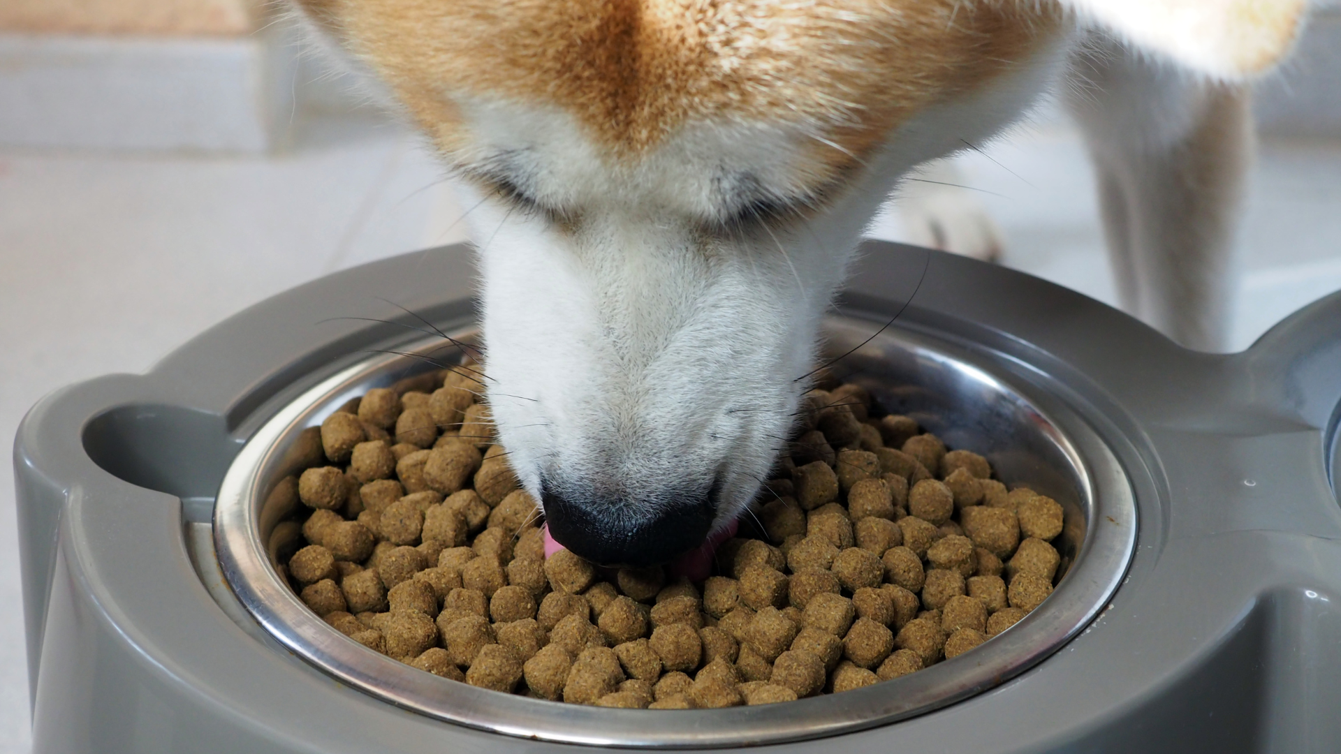 Knudson Feeds Inc. - Premium Animal Feeds and Supplies