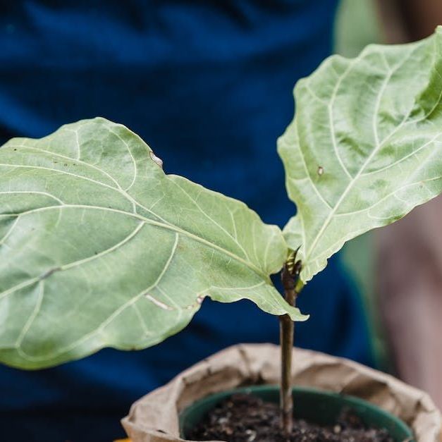A person is holding a small plant in a pot.
