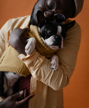 Person in tan shirt holding a Boston Terrier dog in a yellow sweater, orange background.