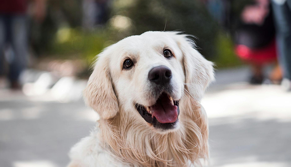 Golden Retriever with mouth open, smiling. Light beige fur, outdoor setting.