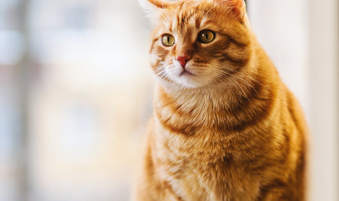 Orange tabby cat with green eyes, looking off-camera.