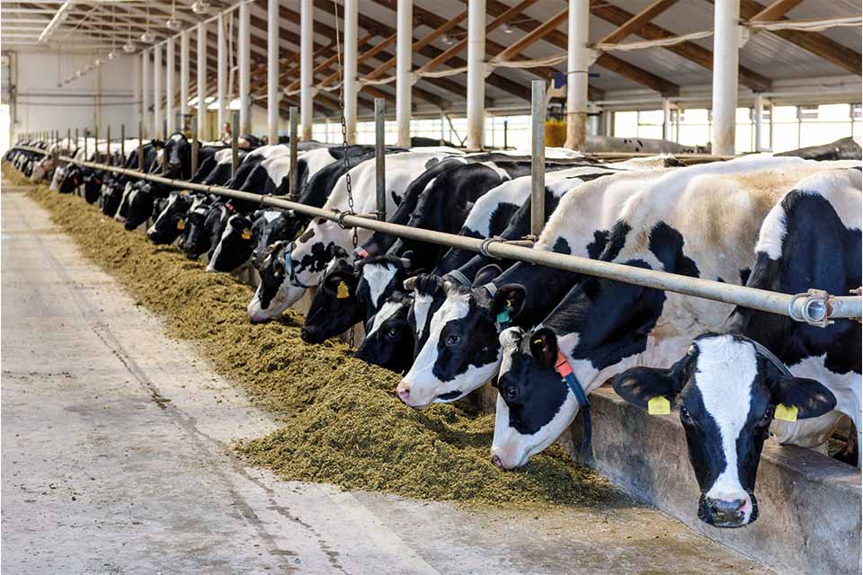 un troupeau de vaches mange du foin dans une grange.