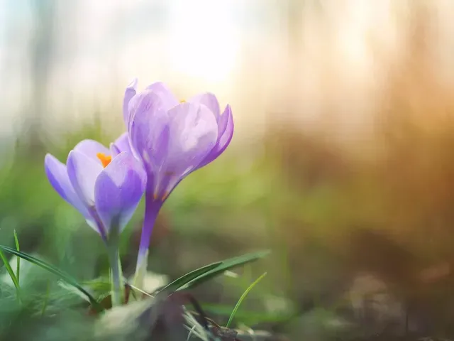 A close up of two purple flowers in the grass.