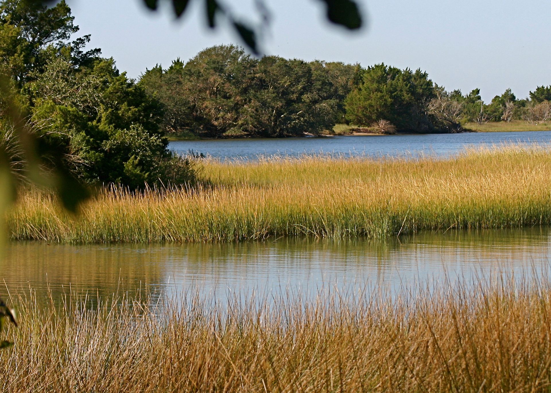 A photo of sea grasses in brackish water just north of Beaufort, NC