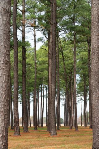 A photo of a managed loblolly pine stand