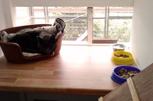 Cat boarding facility