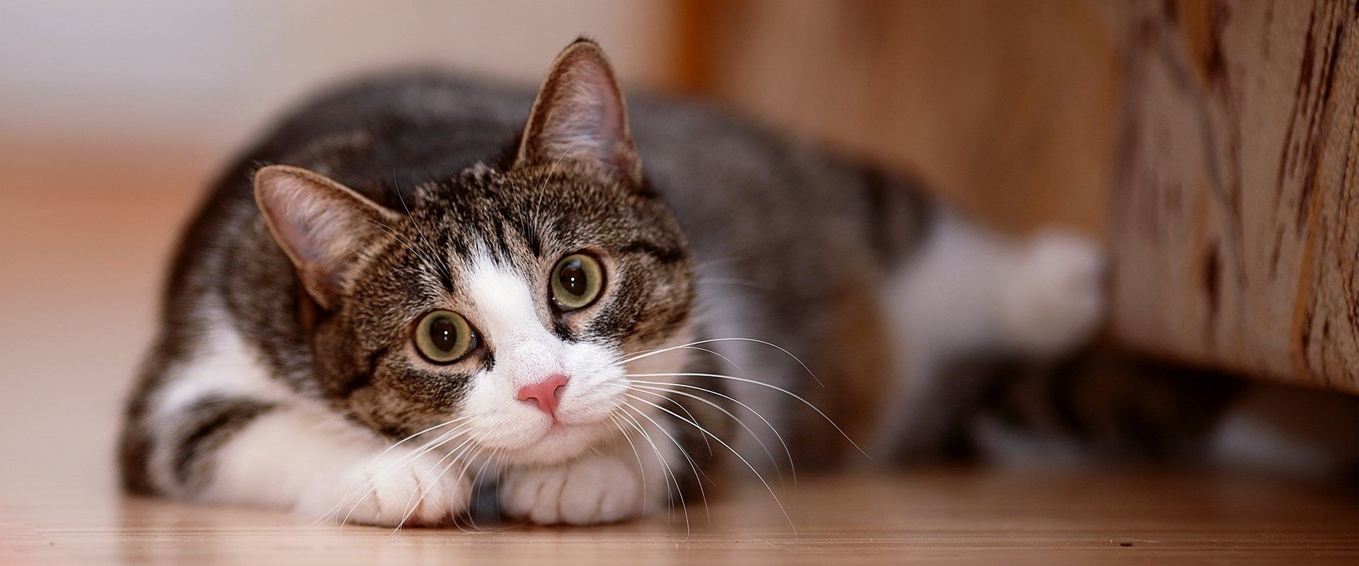 Cat boarding facility