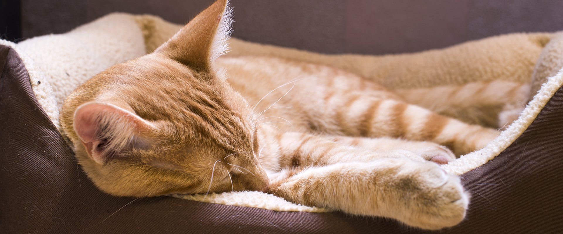 Spacious pens for cats