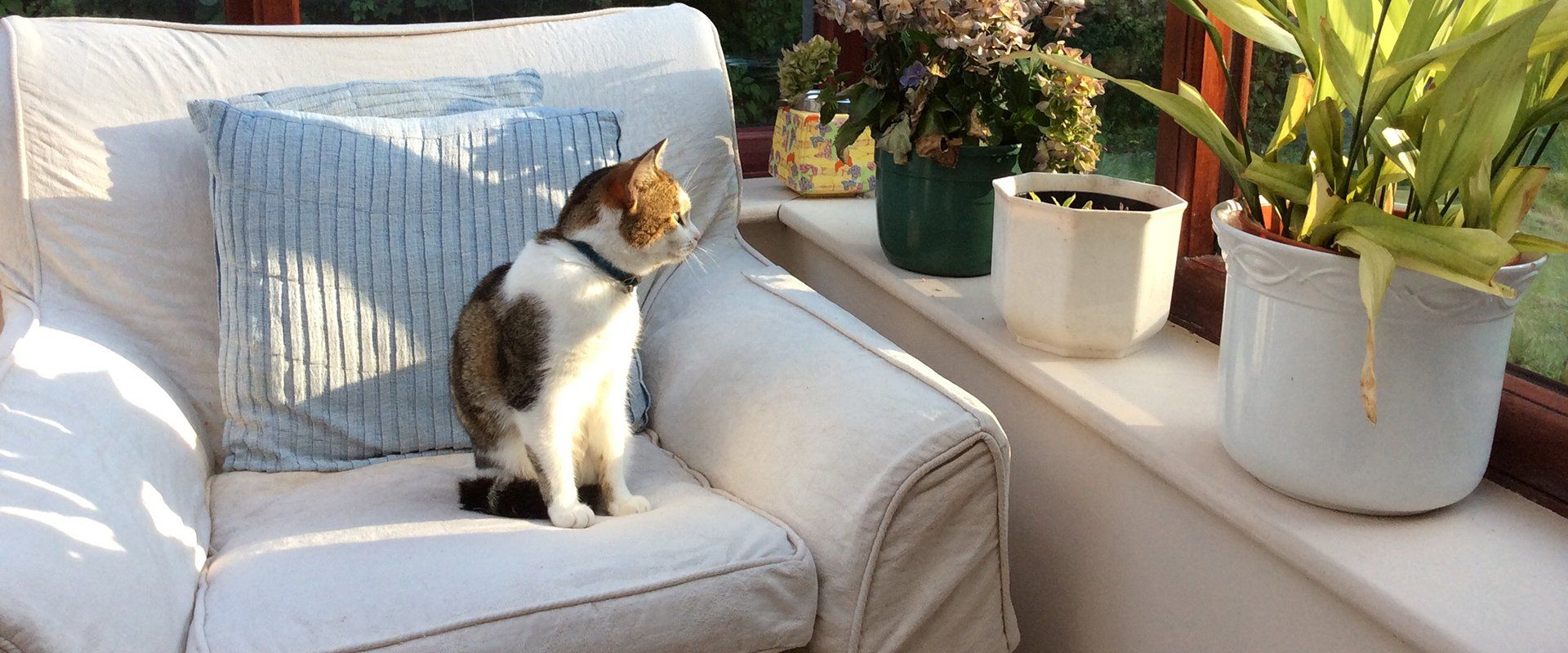 Exercise and other activities to suit your cats’ needs