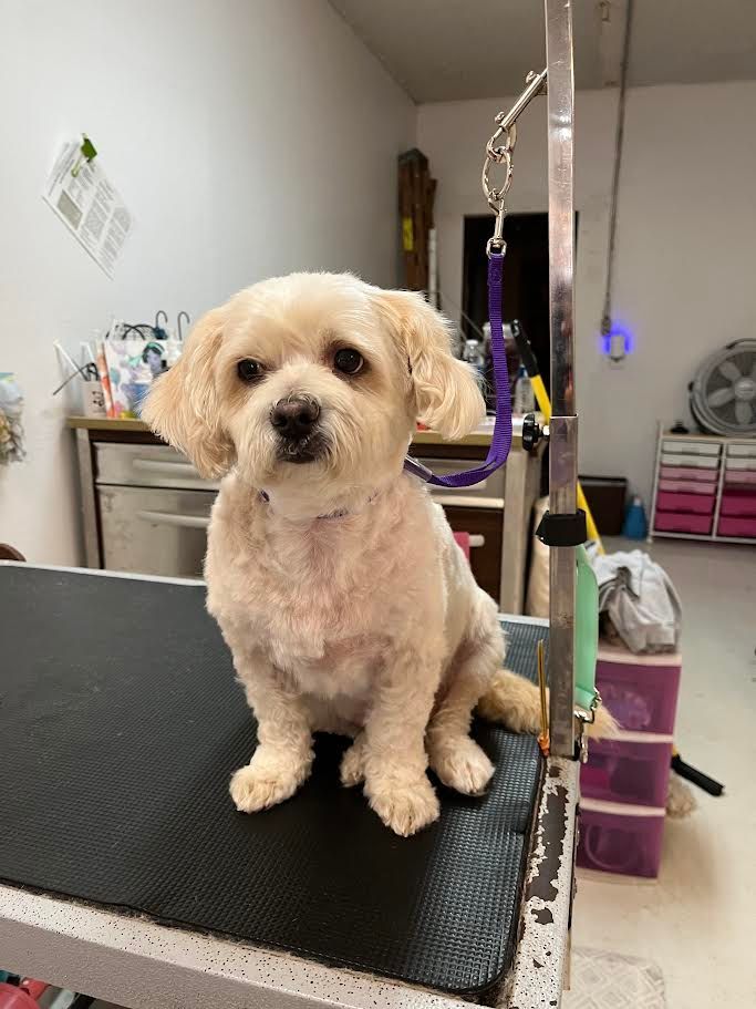 Beige dog sitting on grooming table, looking forward, clipped fur. Grooming shop setting.