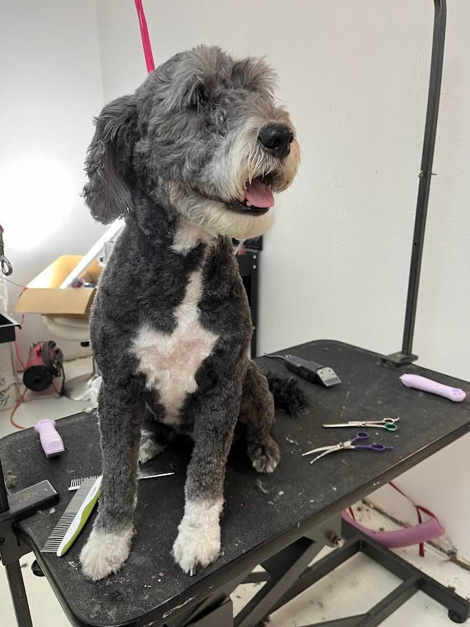 Dog with gray and white fur sitting on grooming table, tongue out.