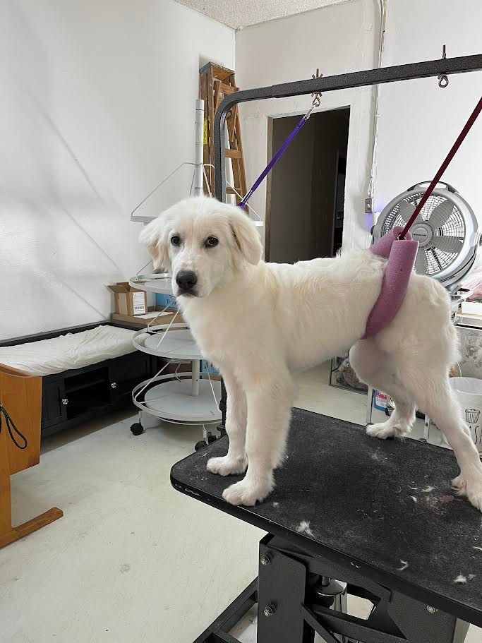 White dog standing on a grooming table, wearing a pink support harness. Indoors, looking at camera.
