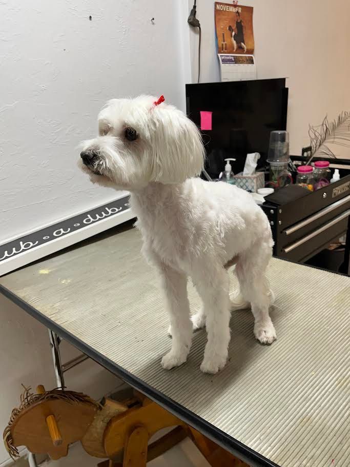 White dog with a short haircut, standing on a grooming table with a red bow.