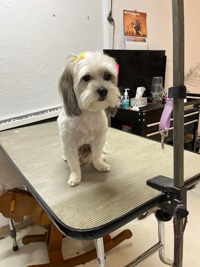 White and grey dog sits on grooming table, with yellow bow.