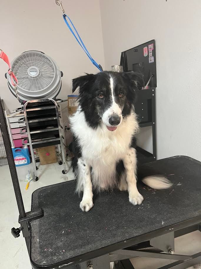 Border Collie sits on a grooming table, held by a blue leash. Dog is black and white, with tongue out.