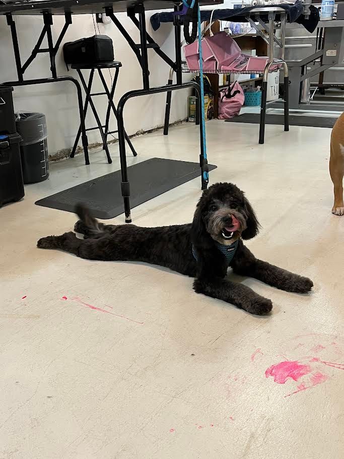 Black dog lying on floor, tongue out. Grooming shop setting with tools visible.