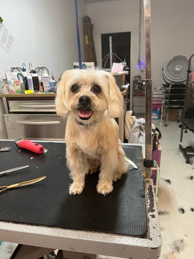 Tan-colored dog with a haircut sits smiling on a grooming table. Scissors and clippers are nearby in a grooming salon.