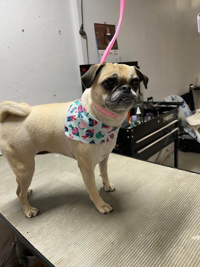 Pug wearing a colorful bandana and pink collar, standing on a grooming table, held by a pink leash.