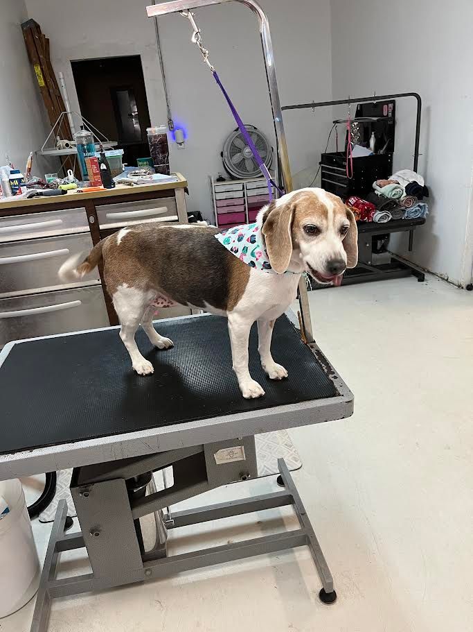Beagle dog on grooming table after a haircut. Wearing a blue bandana, in a bright room.