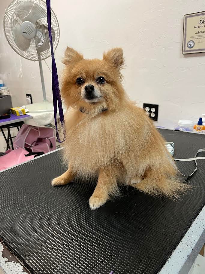 Tan Pomeranian dog sitting on a grooming table, looking forward.