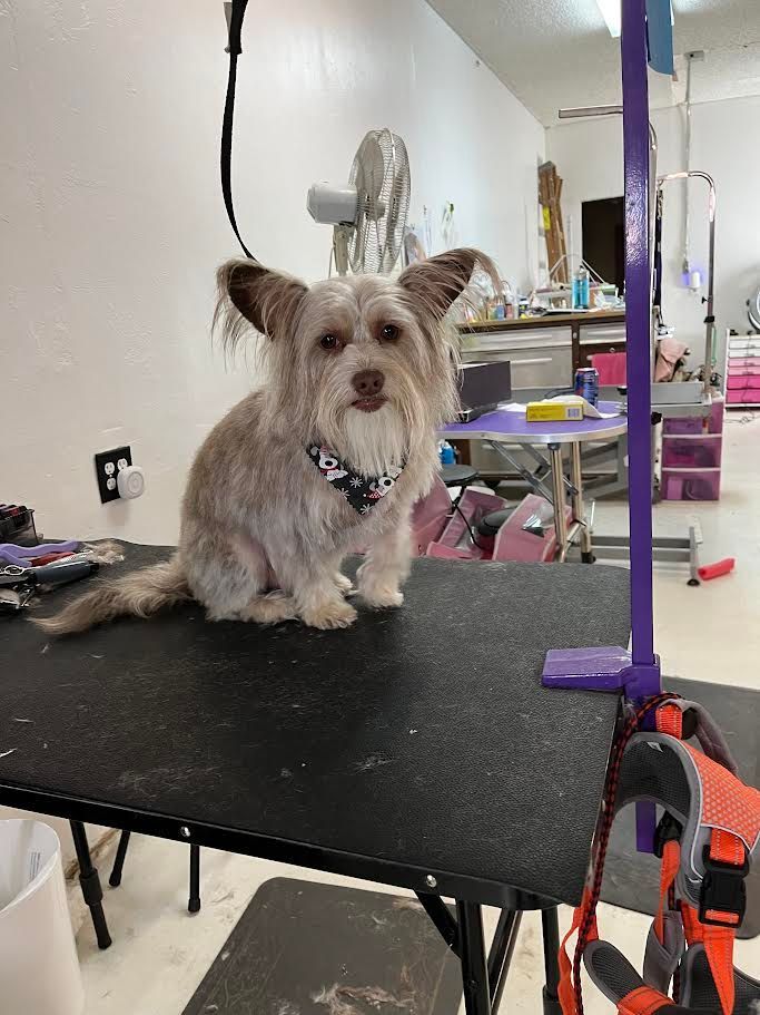 Dog, light brown with floppy ears, sits on a grooming table wearing a floral collar.