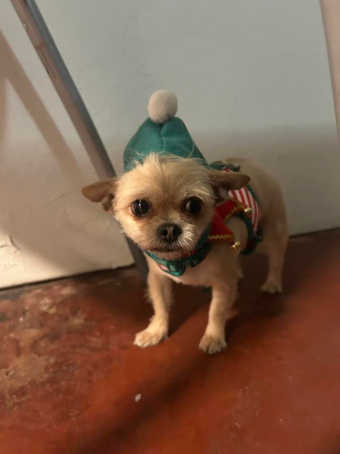 Small tan dog wearing an elf costume with a green hat and collar, standing indoors.