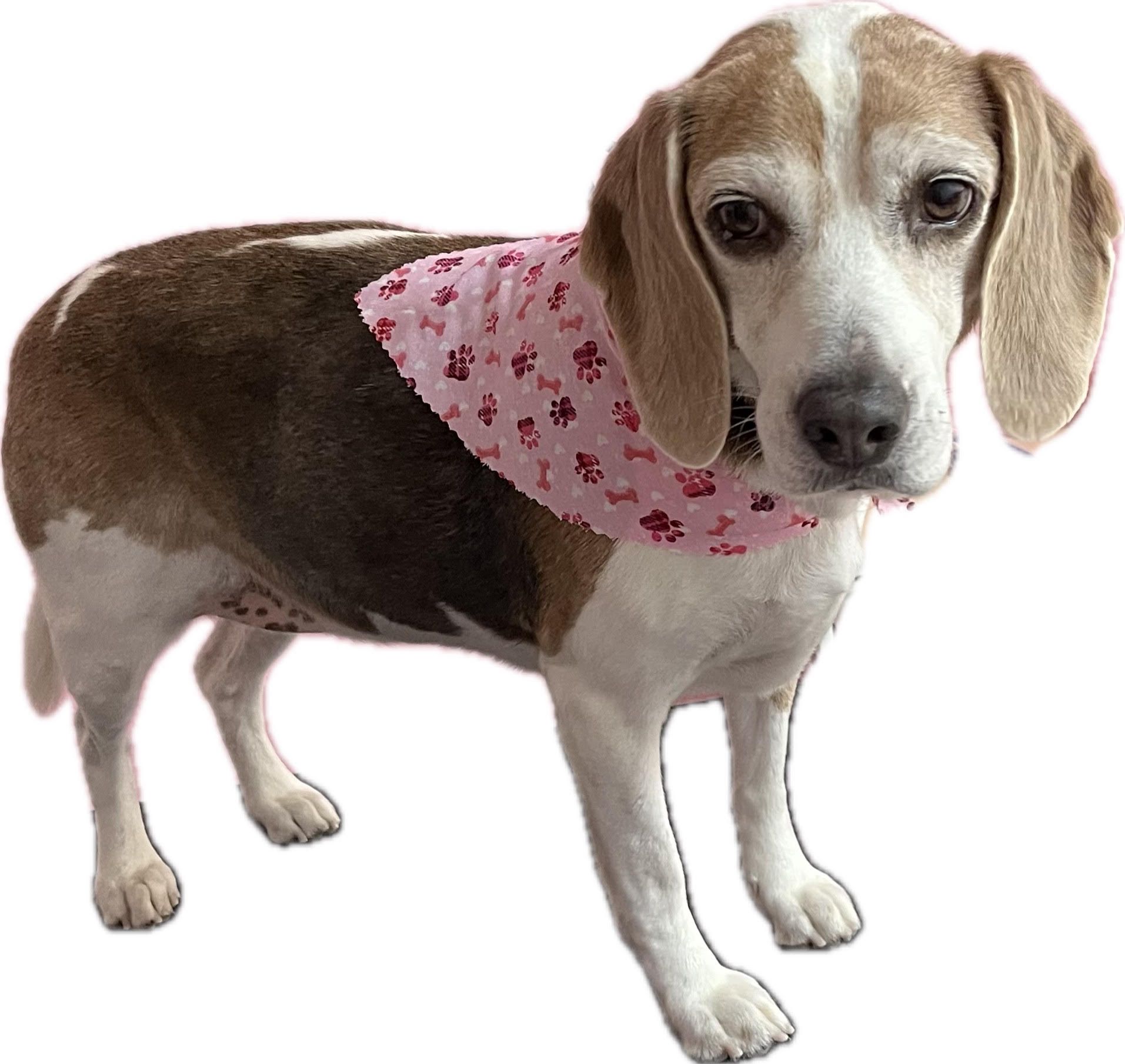 Small dog with short, light fur, wearing a bandana, sitting on a grooming table.