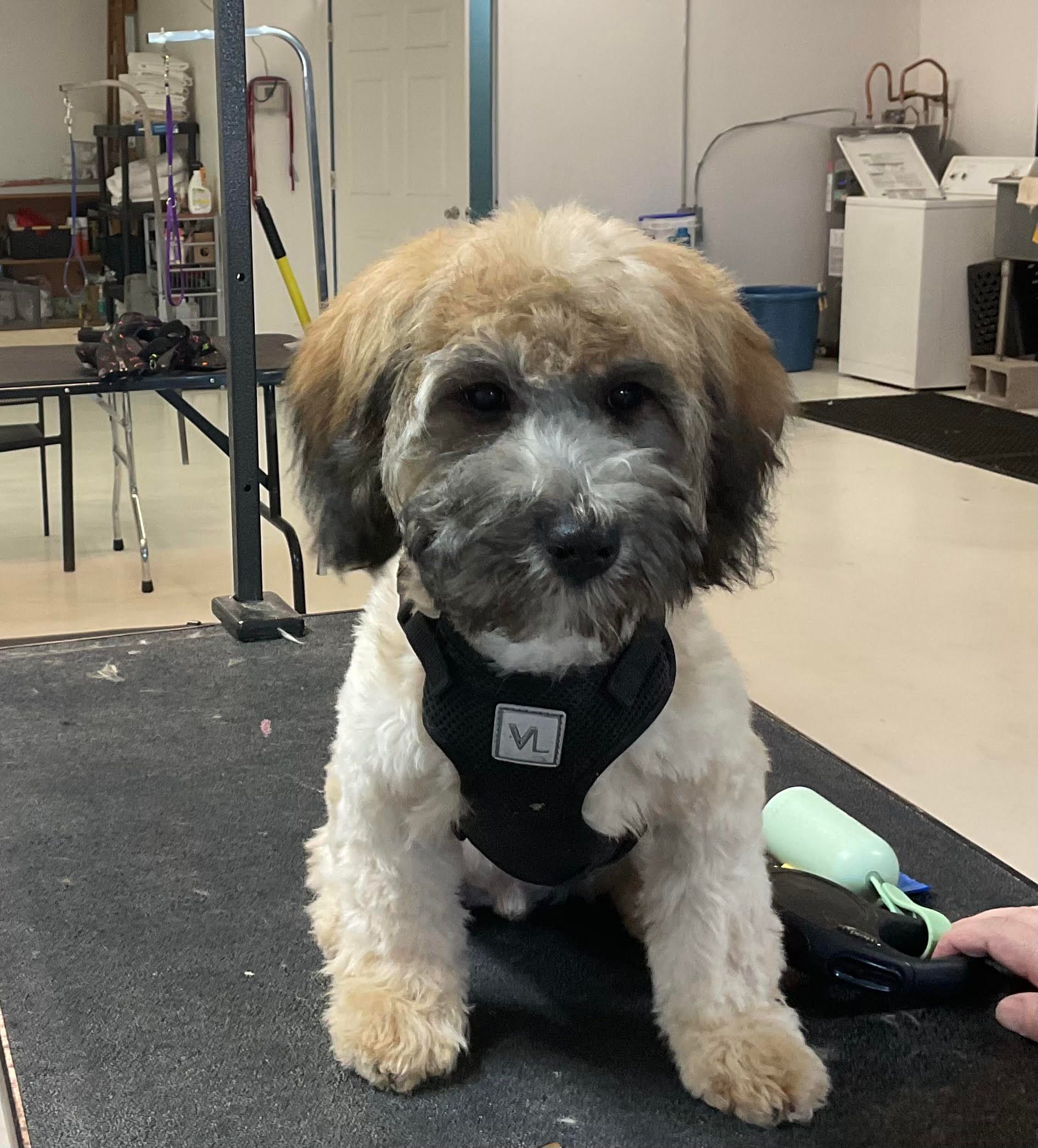 Small, fluffy white and gray dog sitting on a rug, looking up. Black boots in the background.