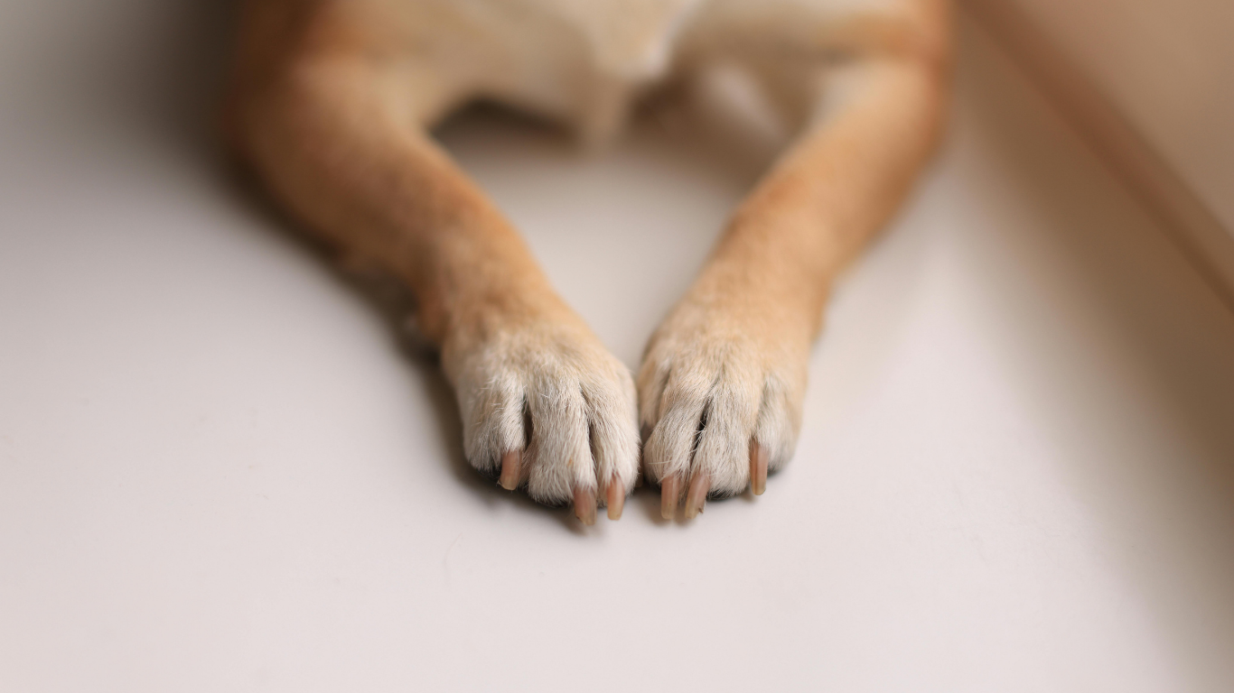 Dog paws, front view, lying down, tan fur, on a white surface.